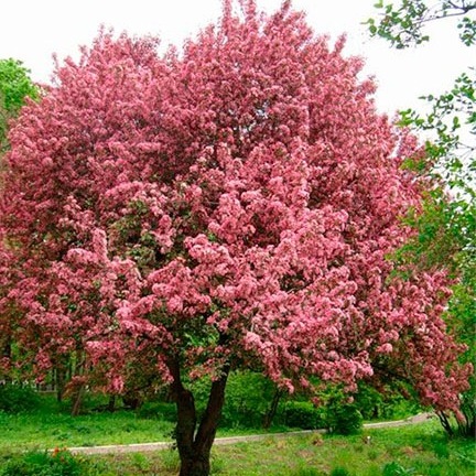 Malus niedzwetzkyana unspecified picture
