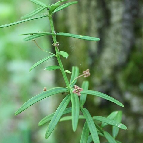 Euonymus nanus unspecified picture