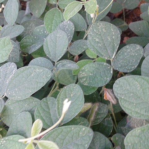 Rhynchosia aurea unspecified picture