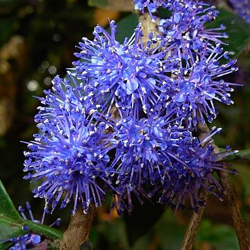 Memecylon umbellatum unspecified picture