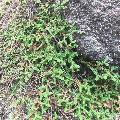 Selaginella rossii unspecified picture