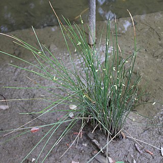 Schoenoplectiella wallichii unspecified picture