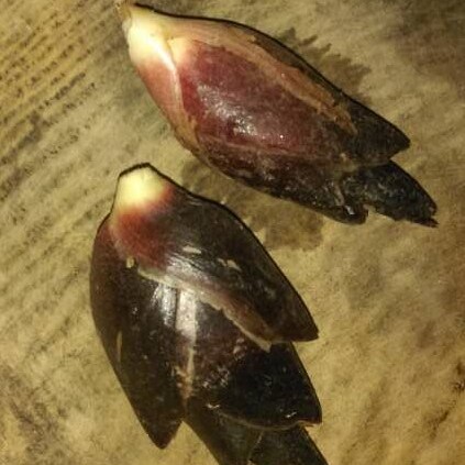Zingiber striolatum unspecified picture