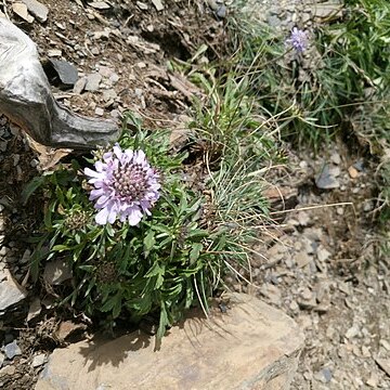 Scabiosa lacerifolia unspecified picture