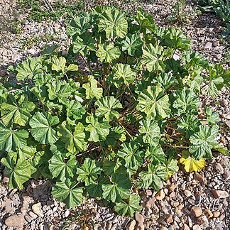 Malvaceae unspecified picture