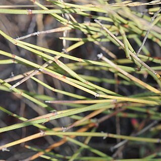 Ephedra trifurca unspecified picture