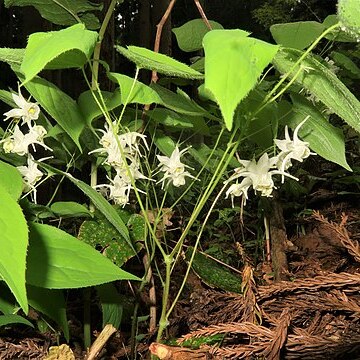 Epimedium sempervirens unspecified picture