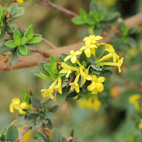 Daphne aurantiaca unspecified picture