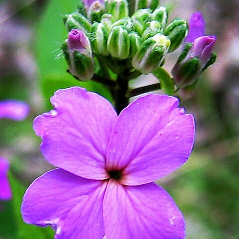 Hesperis unspecified picture