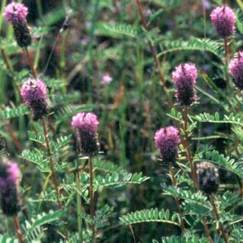 Dalea foliosa unspecified picture