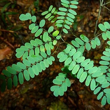 Dalbergia armata unspecified picture