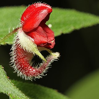 Impatiens munronii unspecified picture