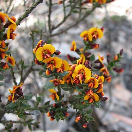 Daviesia ulicifolia unspecified picture