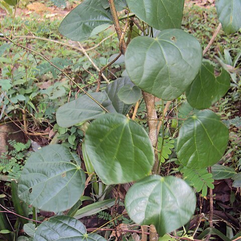 Diploclisia unspecified picture