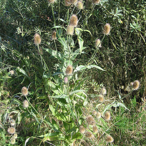 Dipsacus unspecified picture