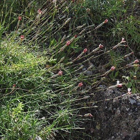 Dianthus xylorrhizus unspecified picture