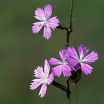 Dianthus strictus unspecified picture