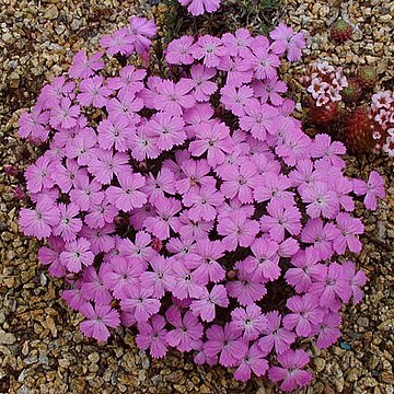 Dianthus brevicaulis unspecified picture