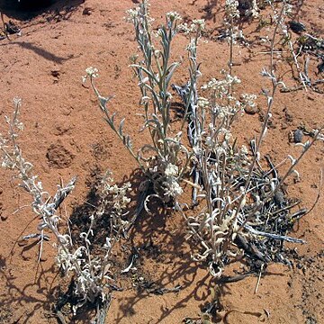 Dimorphocarpa unspecified picture