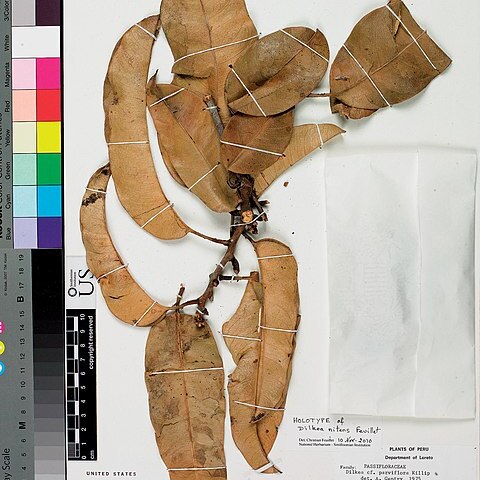 Dilkea nitens unspecified picture