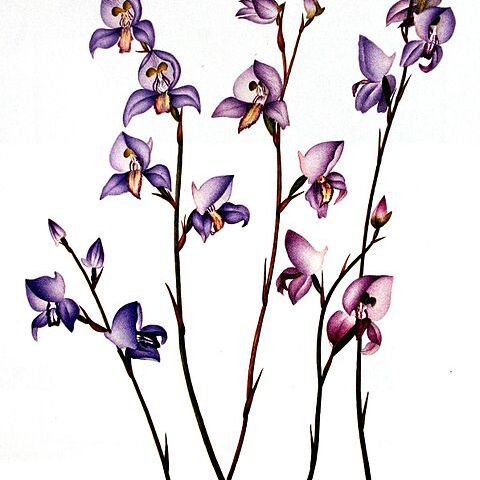 Disa purpurascens unspecified picture