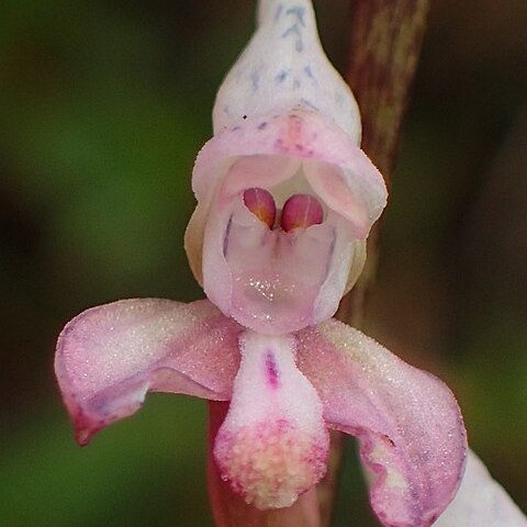 Disa aconitoides subsp. aconitoides unspecified picture