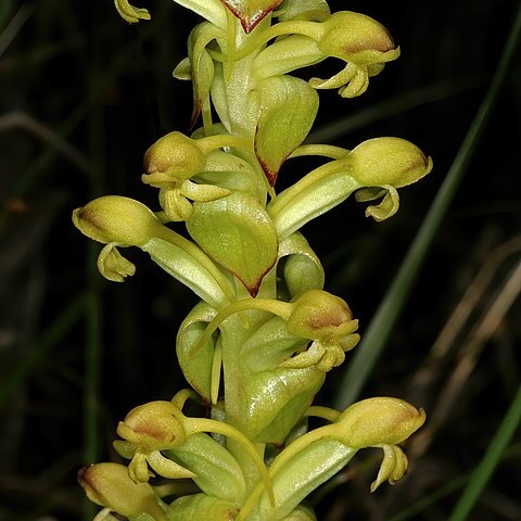 Disa comosa unspecified picture