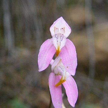 Disa inflexa unspecified picture