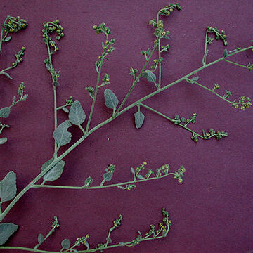 Dicoria unspecified picture