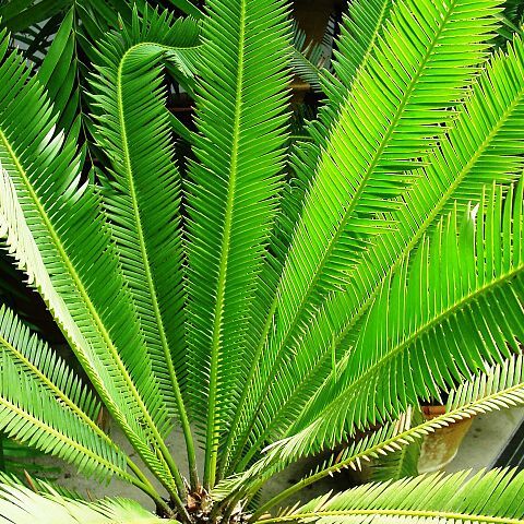 Dioon purpusii unspecified picture