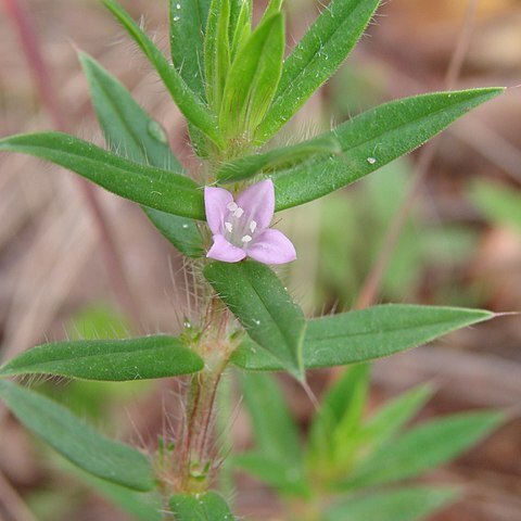 Diodella unspecified picture