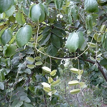 Dioscorea dumetorum unspecified picture