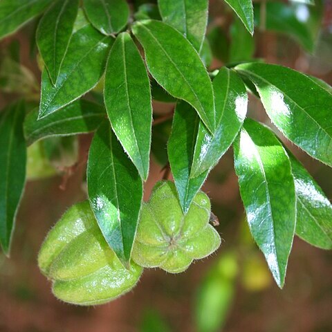 Diospyros whyteana unspecified picture