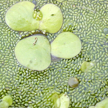 Wolffia globosa unspecified picture