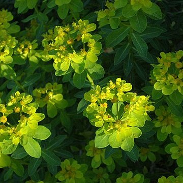 Euphorbia hierosolymitana unspecified picture
