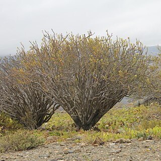 Euphorbia lactiflua unspecified picture