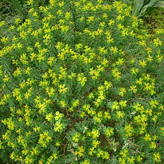 Euphorbia melitensis unspecified picture