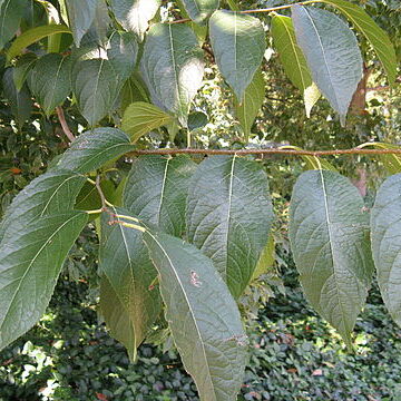 Eucommia unspecified picture