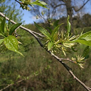 Eucommiaceae unspecified picture