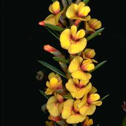 Eutaxia cuneata unspecified picture