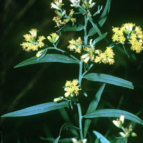 Euthamia unspecified picture