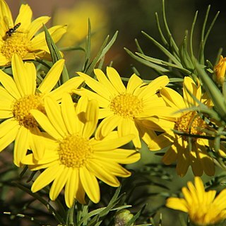 Euryops brownei unspecified picture