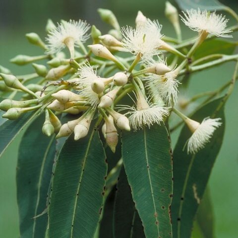 Eucalyptus pellita unspecified picture