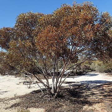 Eucalyptus pileata unspecified picture