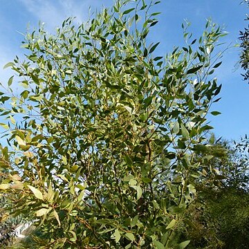 Eucalyptus incrassata unspecified picture