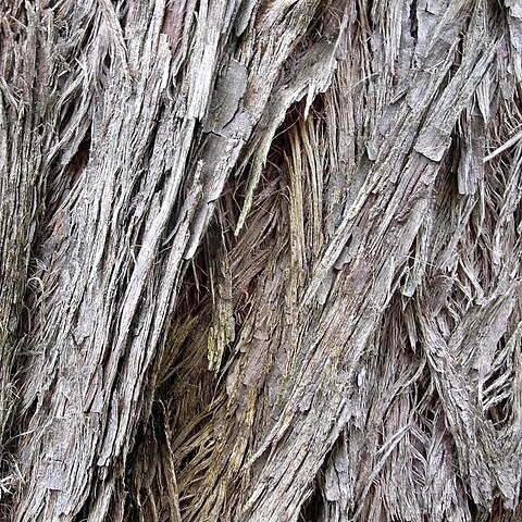 Eucalyptus tenella unspecified picture