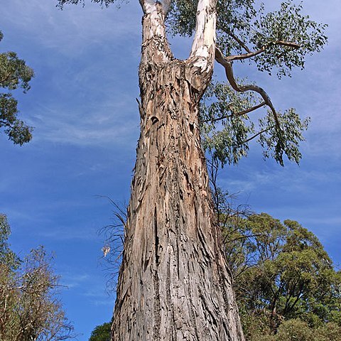 Eucalyptus dunnii unspecified picture