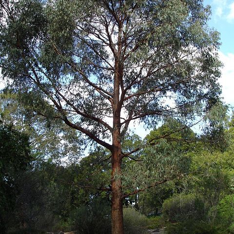 Eucalyptus radiata unspecified picture