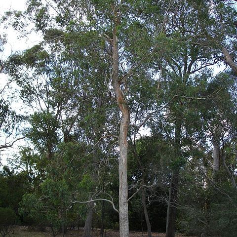 Eucalyptus rudis unspecified picture