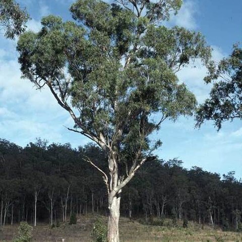 Eucalyptus seeana unspecified picture